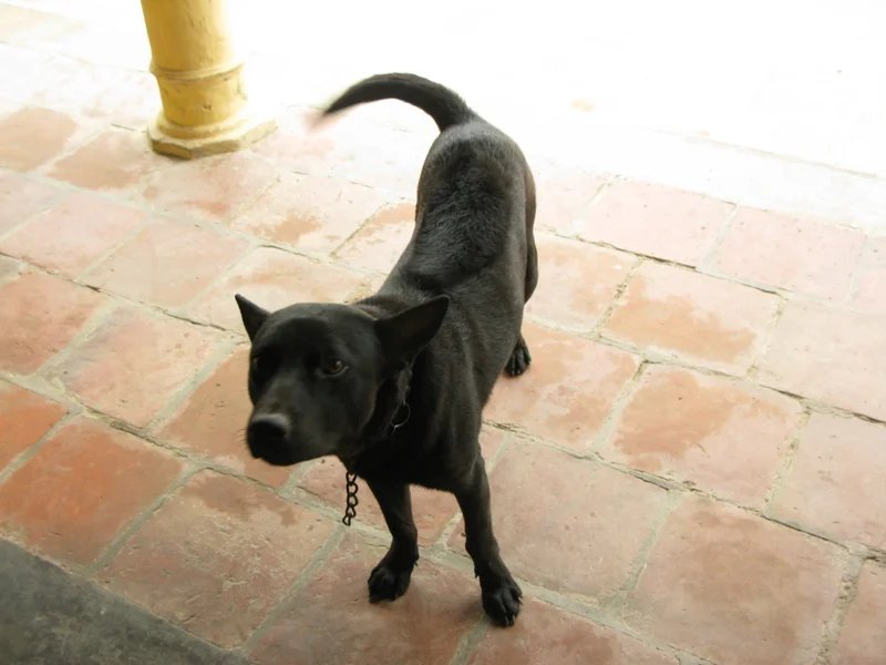 Phu Quoc Ridgeback - Not Recognized dog breed