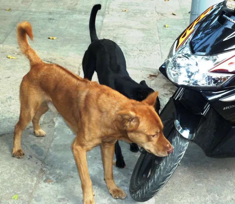 Phu Quoc Ridgeback photo thumbnail 2