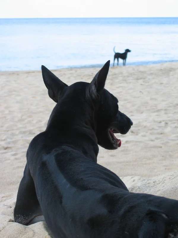 Phu Quoc Ridgeback photo thumbnail 3