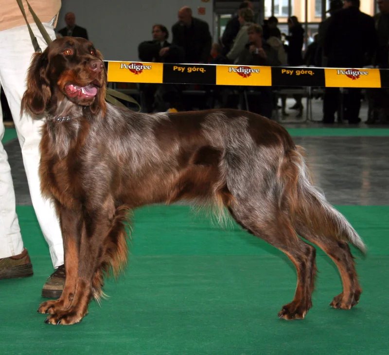 Picardy Spaniel - Sporting breed known for being Affectionate and Gentle