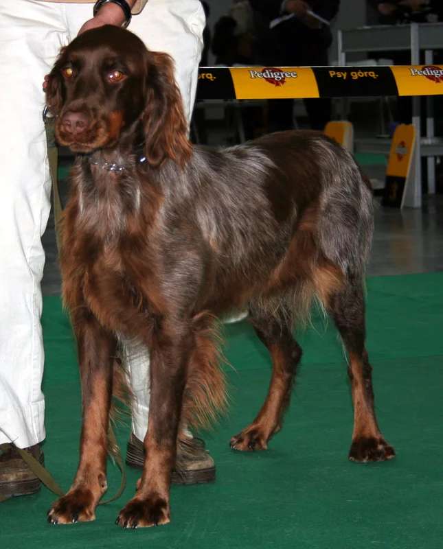 Picardy Spaniel photo thumbnail 2