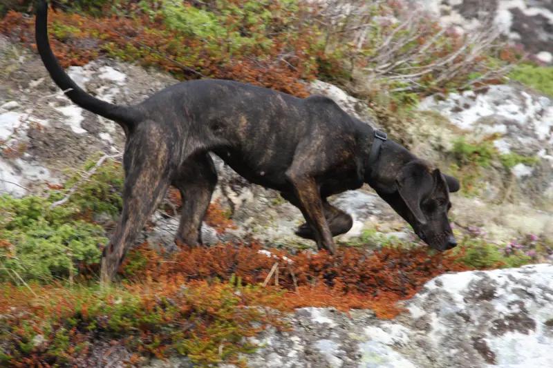 Plott Hound, a 87% match to Rhodesian Ridgeback