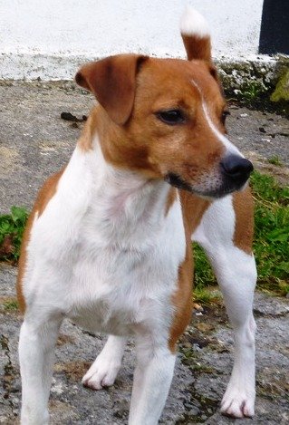 Plummer Terrier - Terrier breed known for being Affectionate and Courageous