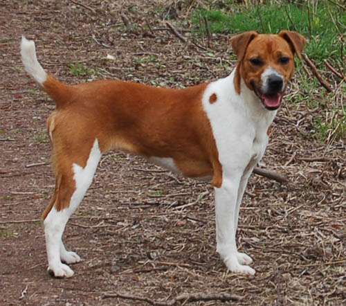 Plummer Terrier photo thumbnail 2