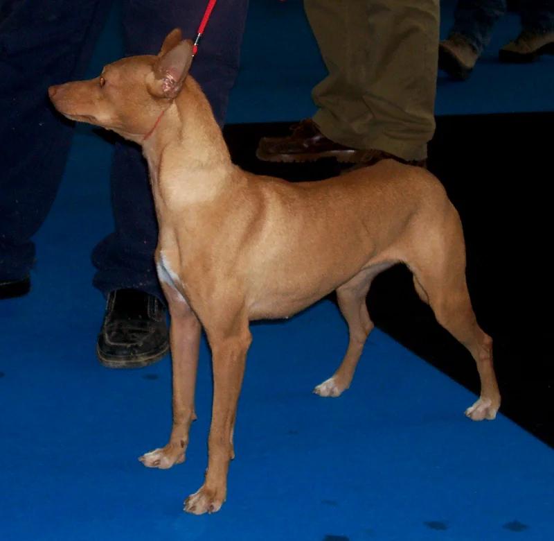 Podenco Andaluz, a 87% match to Villano de Las Encartaciones