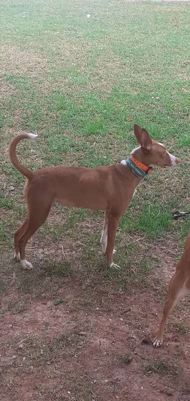 Podenco Andaluz photo thumbnail 2