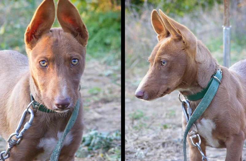 Podenco Andaluz photo thumbnail 3