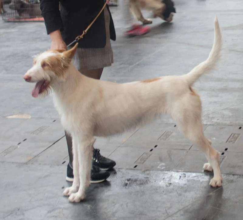 Podenco Andaluz photo thumbnail 4