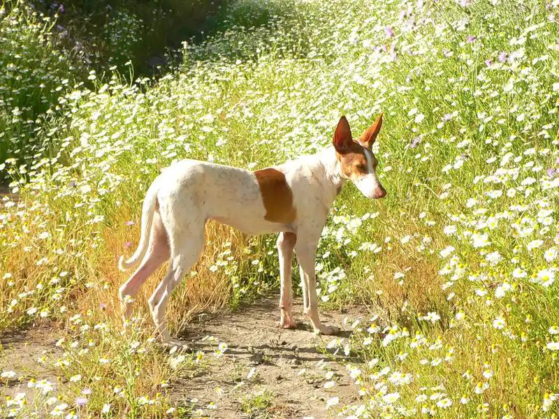 Podenco Canario, a 88% match to Portuguese Pointer