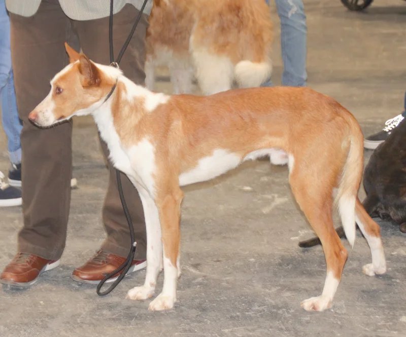 Podenco Valenciano - Terriers breed known for being Affectionate and Energetic