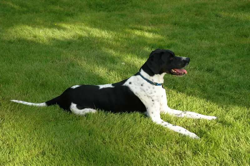 Pointer photo thumbnail 2