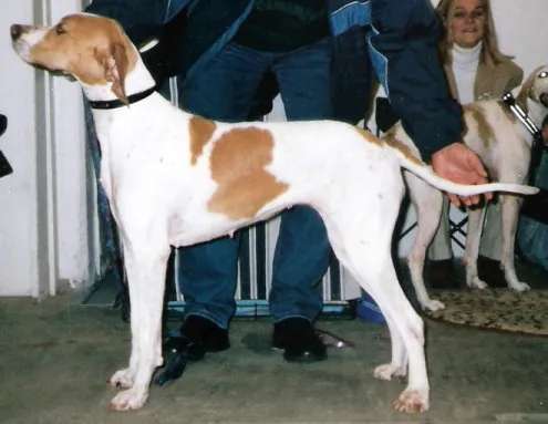 Pointer photo thumbnail 3
