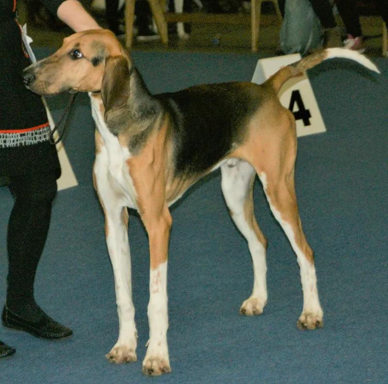 Poitevin, a 88% match to Ibizan Hound