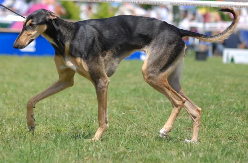 Polish Greyhound - Sighthound breed, Courageous and Independent