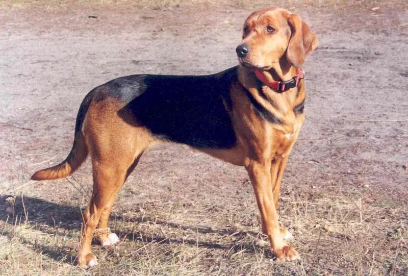Polish Hound, a 87% match to Transylvanian Hound
