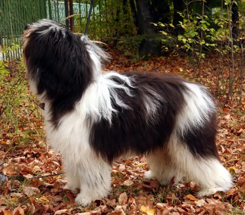 Polish Lowland Sheepdog, a 90% match to Portuguese Sheepdog