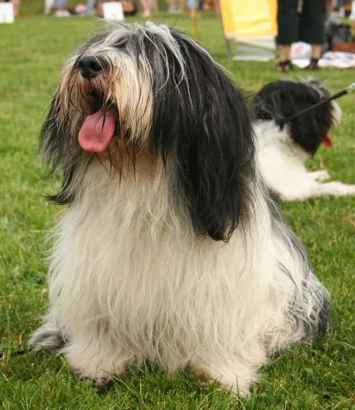 Polish Lowland Sheepdog photo thumbnail 3