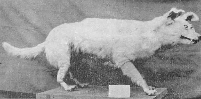 Polynesian Dog, a 87% match to German Spitz