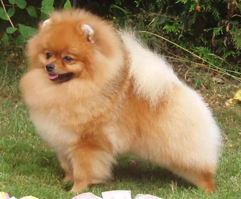 Pomeranian, a 84% match to Toy Manchester Terrier