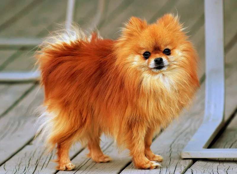 Pomeranian photo thumbnail 3
