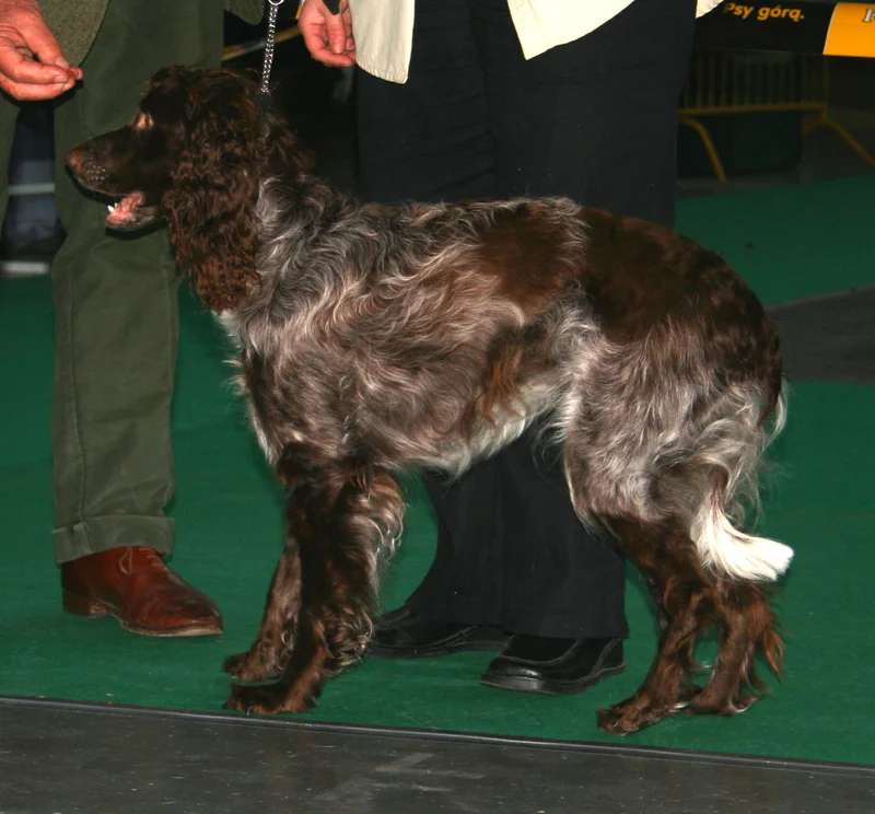 Pont-Audemer Spaniel photo thumbnail 3
