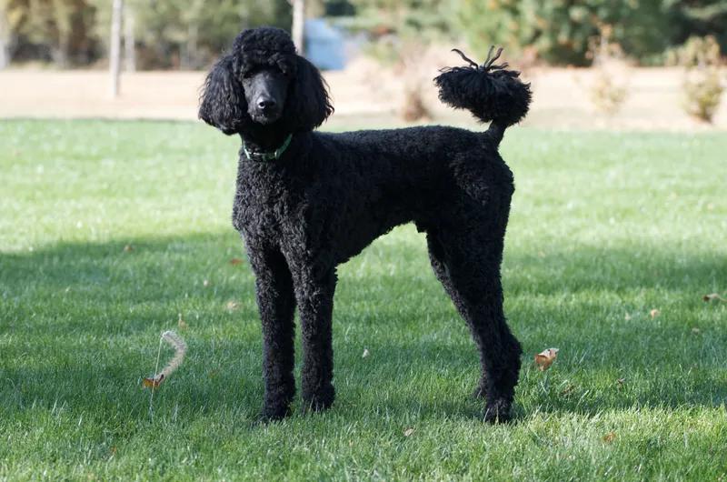 Poodle, a 84% match to Bichon Frise