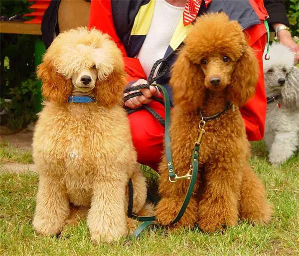 Poodle photo thumbnail 5
