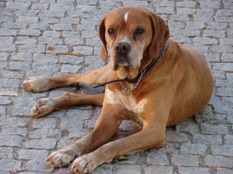Portuguese Pointer photo thumbnail 1