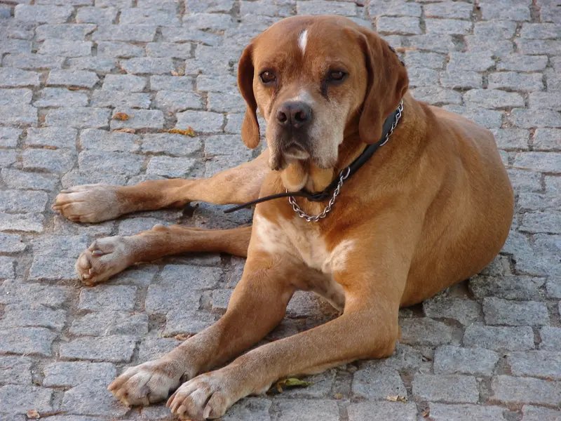 Portuguese Pointer - Sporting breed known for being Affectionate and Energetic