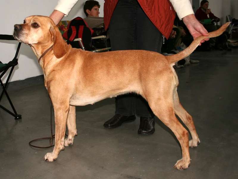 Portuguese Pointer photo thumbnail 2