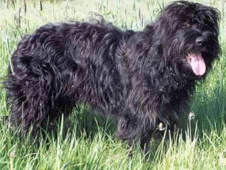 Portuguese Sheepdog, a 90% match to Bouvier des Flandres