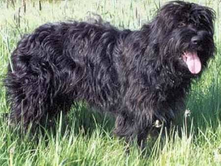 Portuguese Sheepdog - Herding breed known for being Affectionate and Intelligent