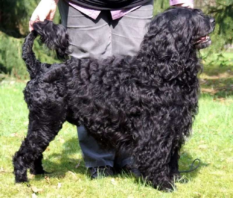 Portuguese Water Dog photo thumbnail 1