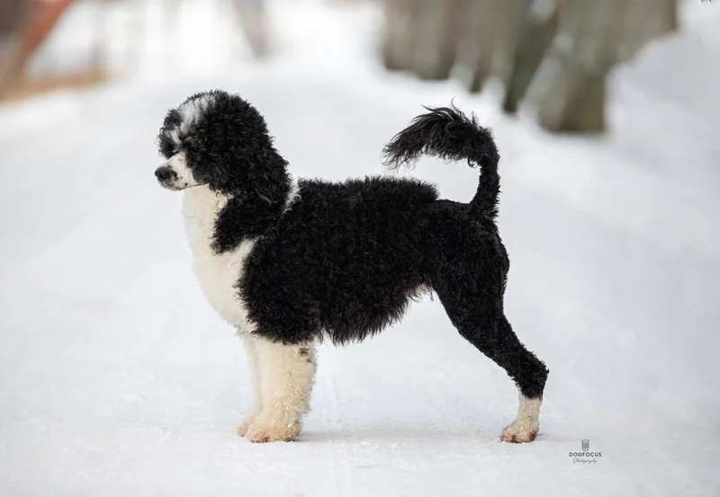 Portuguese Water Dog photo thumbnail 2