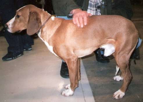 Posavac Hound photo thumbnail 2
