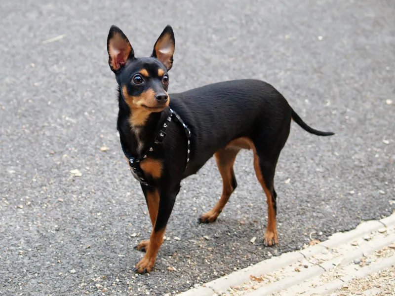 Prazsky Krysarik - Toy breed known for being Affectionate and Intelligent
