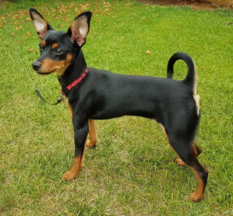 Prazsky Krysarik, a 88% match to Biewer Terrier