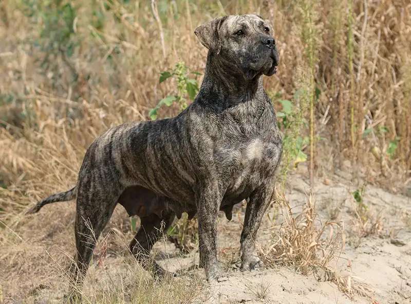 Presa Canario photo thumbnail 1