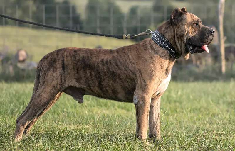 Presa Canario photo thumbnail 3