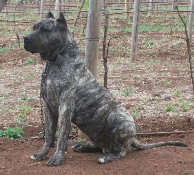 Presa Canario photo thumbnail 4