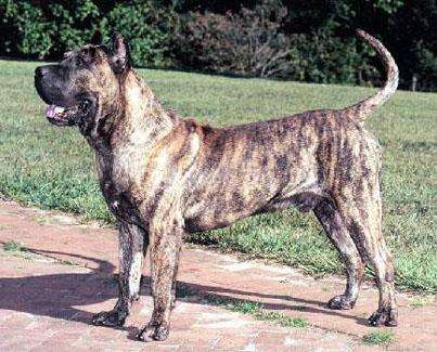 Presa Canario photo thumbnail 5