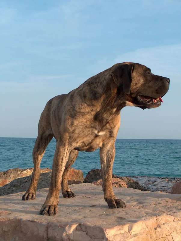 Presa Canario photo thumbnail 6