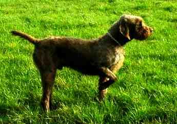 Pudelpointer, a 90% match to Picardy Spaniel