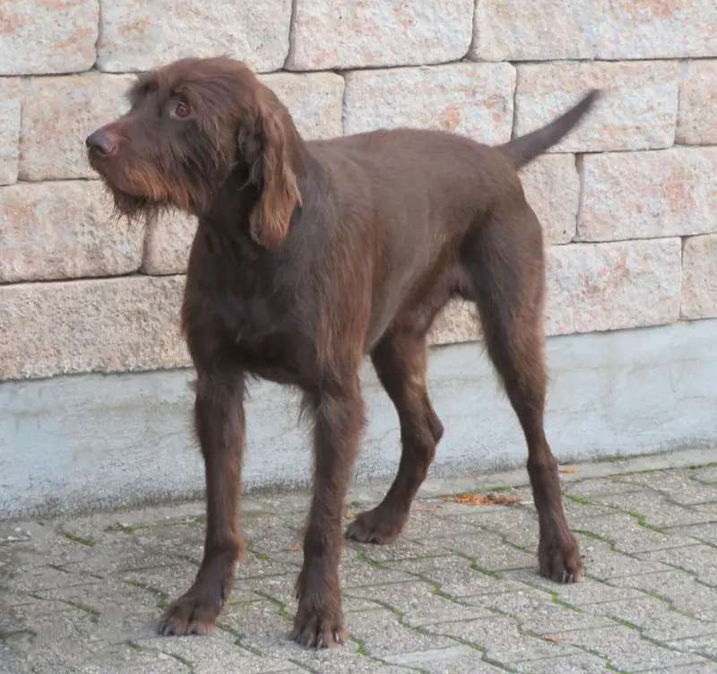Pudelpointer photo thumbnail 2
