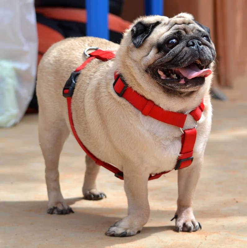 Pug - Toy breed known for being Affectionate and Charming