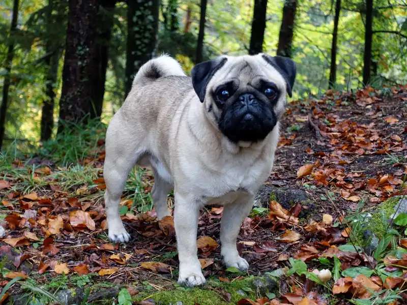 Pug photo thumbnail 2