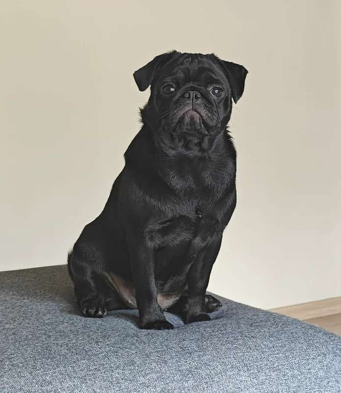 Pug photo thumbnail 3