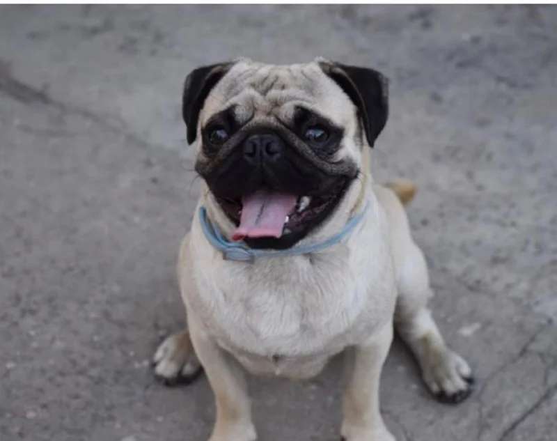 Pug photo thumbnail 4