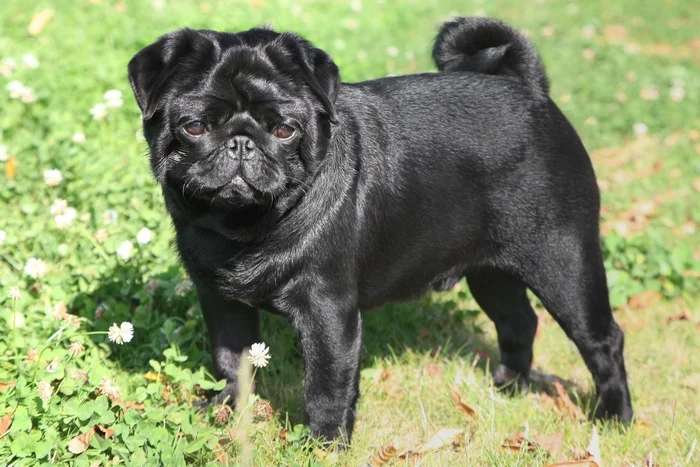 Pug photo thumbnail 6