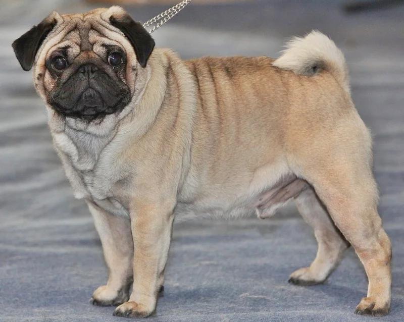 Pug, a 85% match to Paisley Terrier